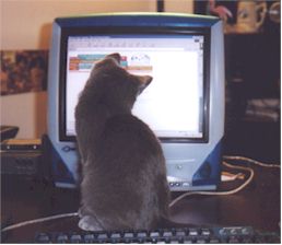 Sheldy loves the computer